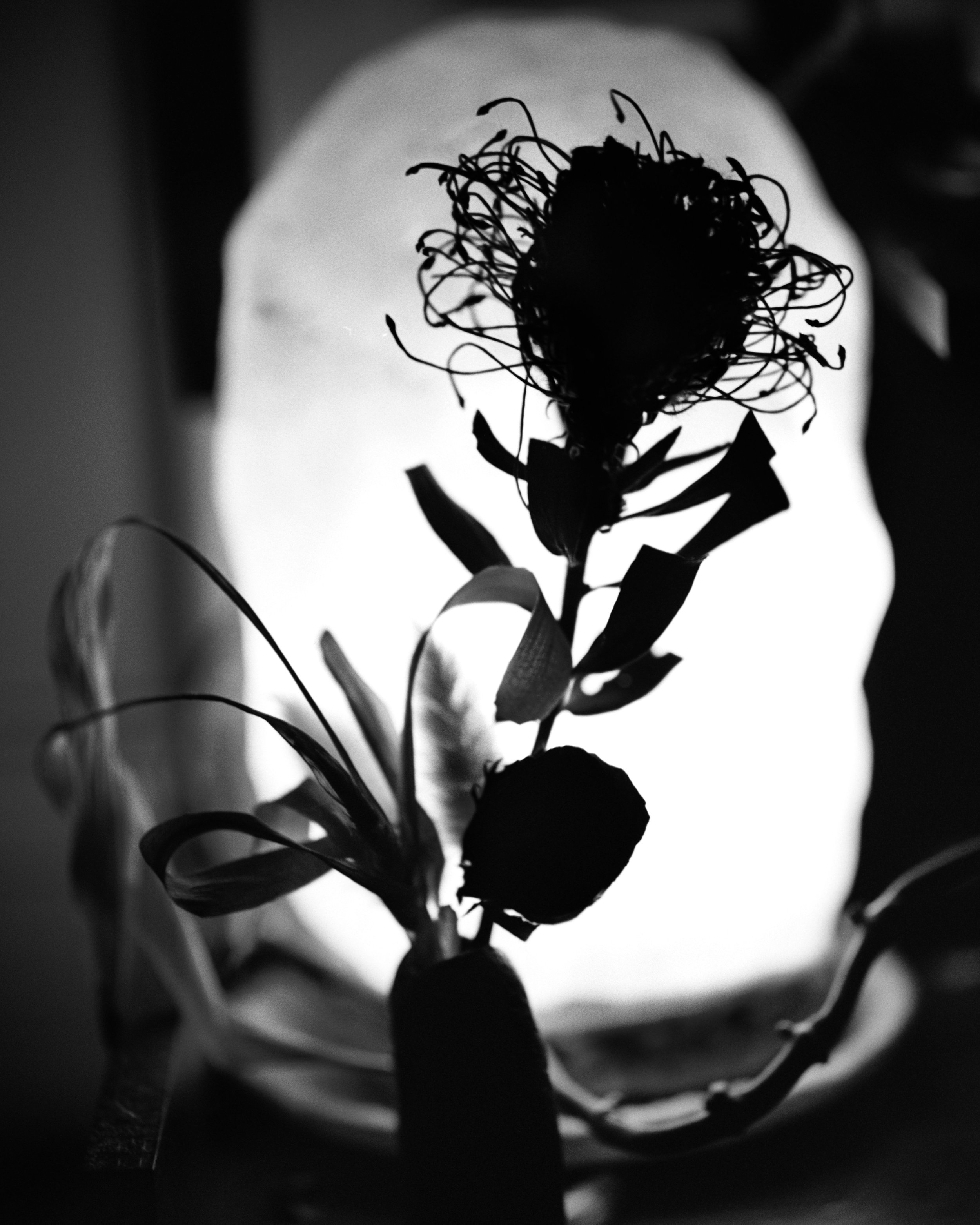 Midnight008 copy.jpg