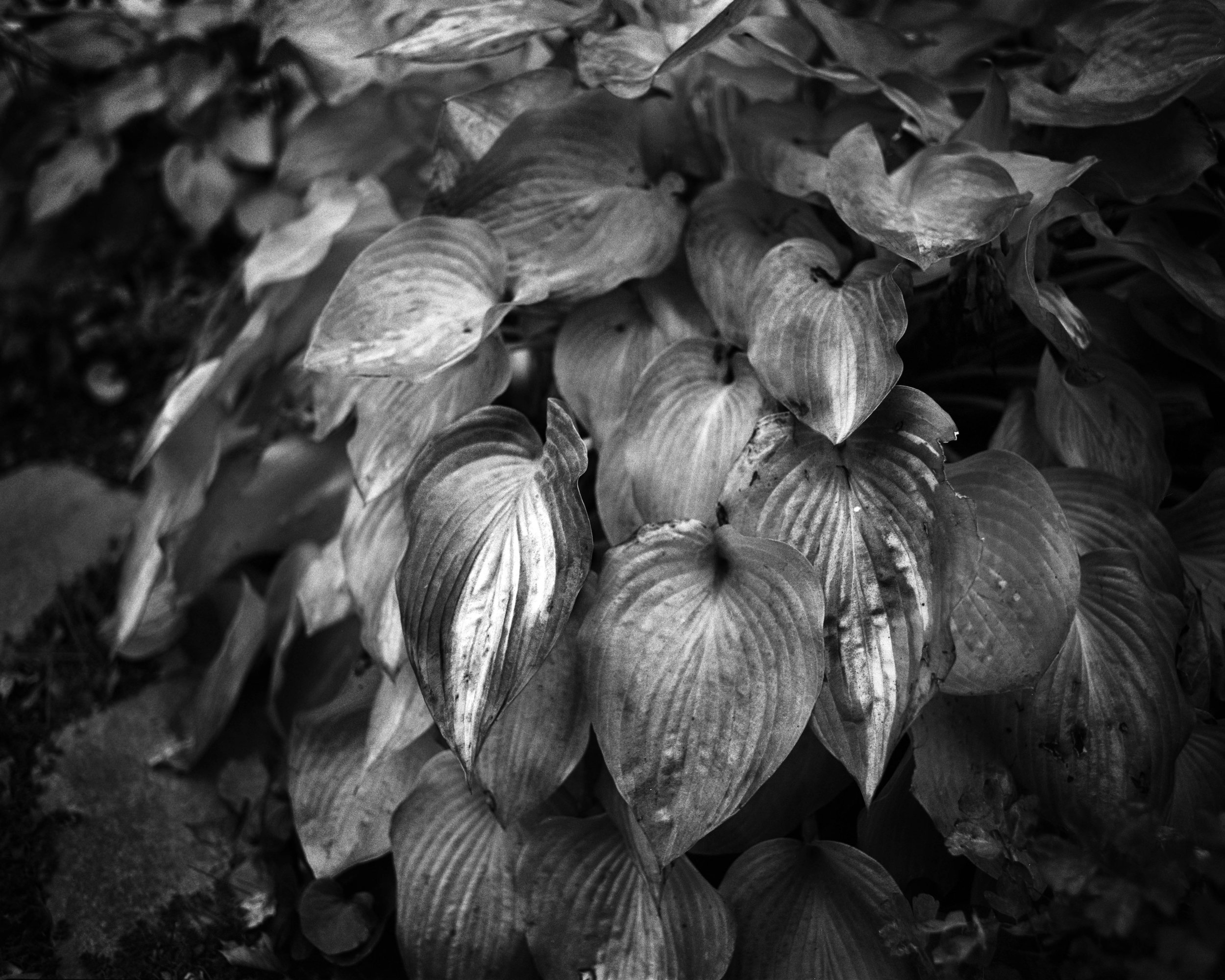 Somerville:Home007 copy.jpg