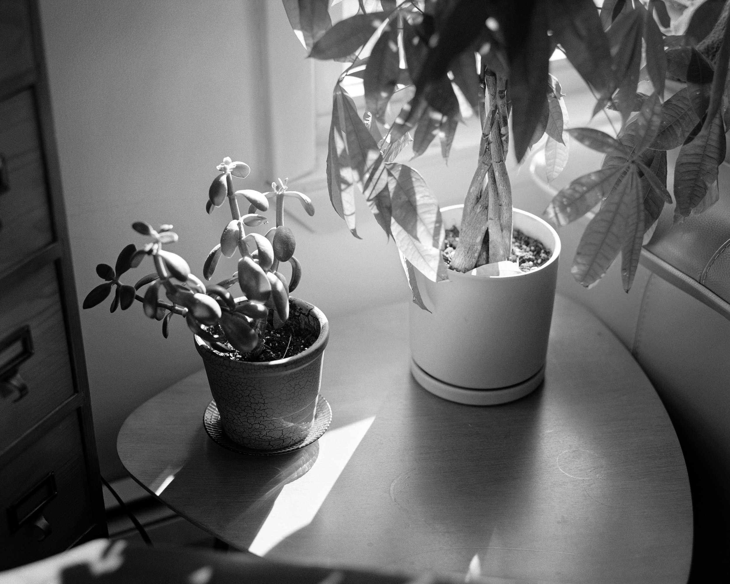 Fist:plants001 glow.jpg