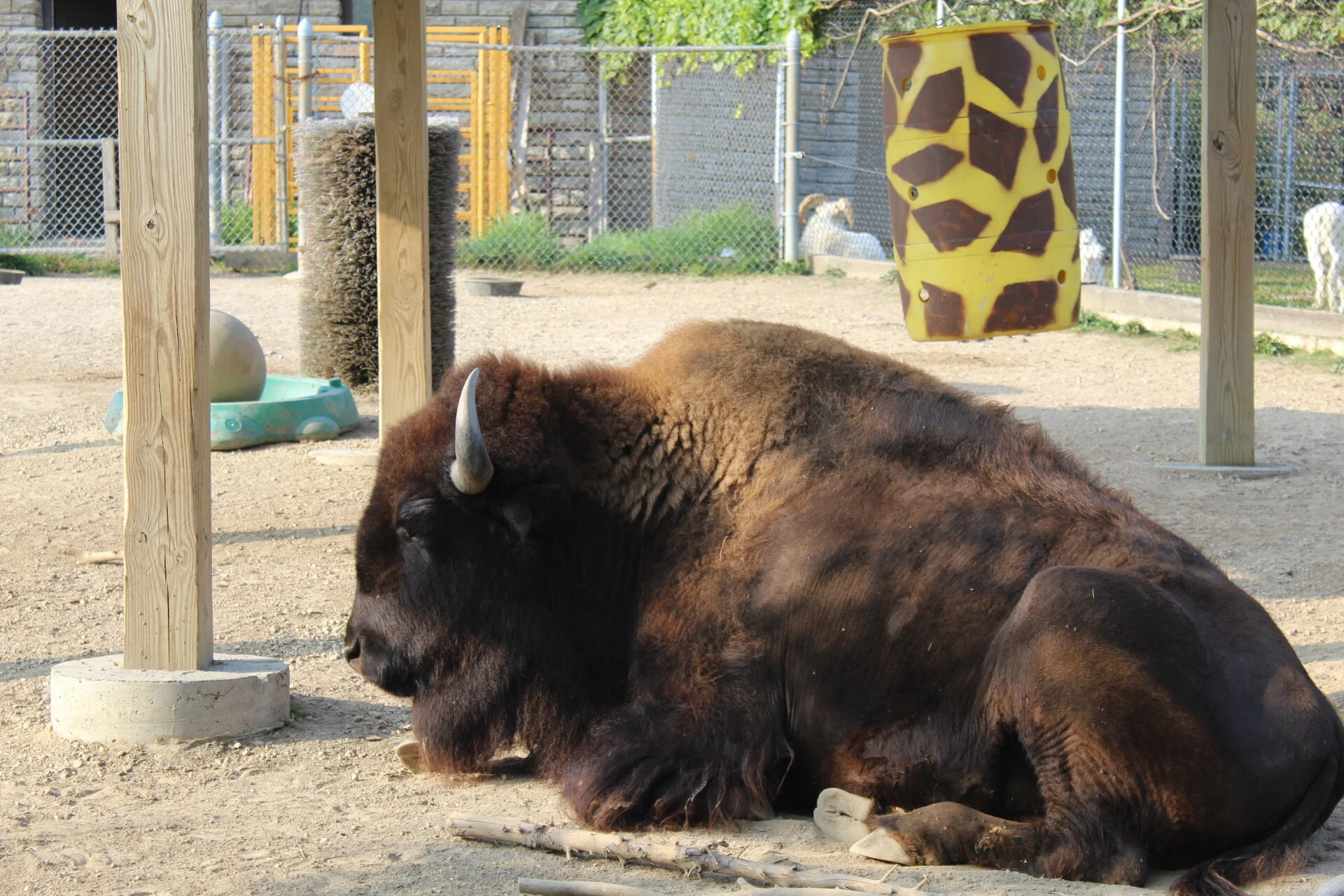 "I Am Not Hard To Get Along With, Just Social Distancing From Animals Not Like Me"