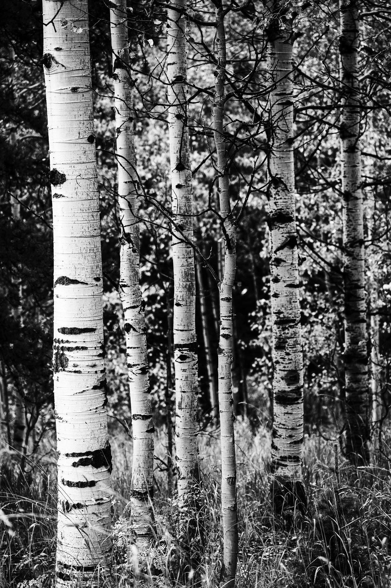 2-Aspen in the Rain-JAC.jpg