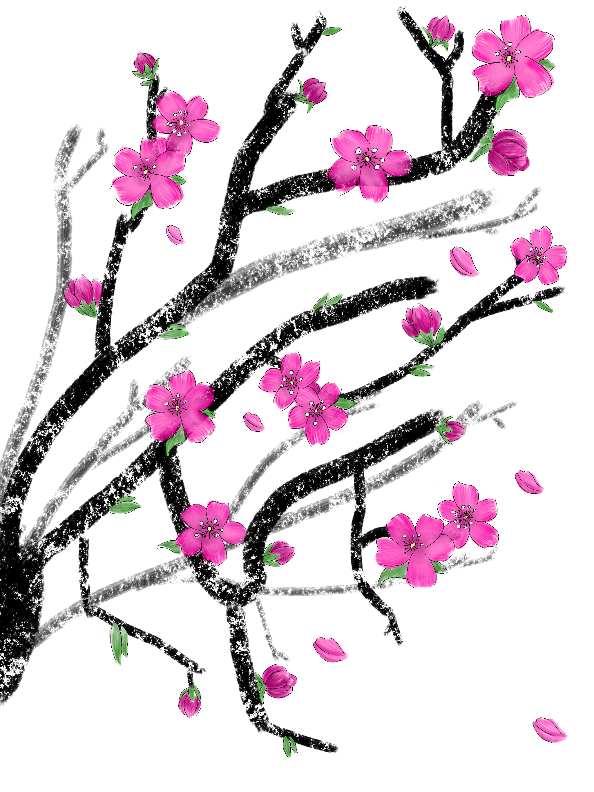 Main Cherry Blossom Illustration