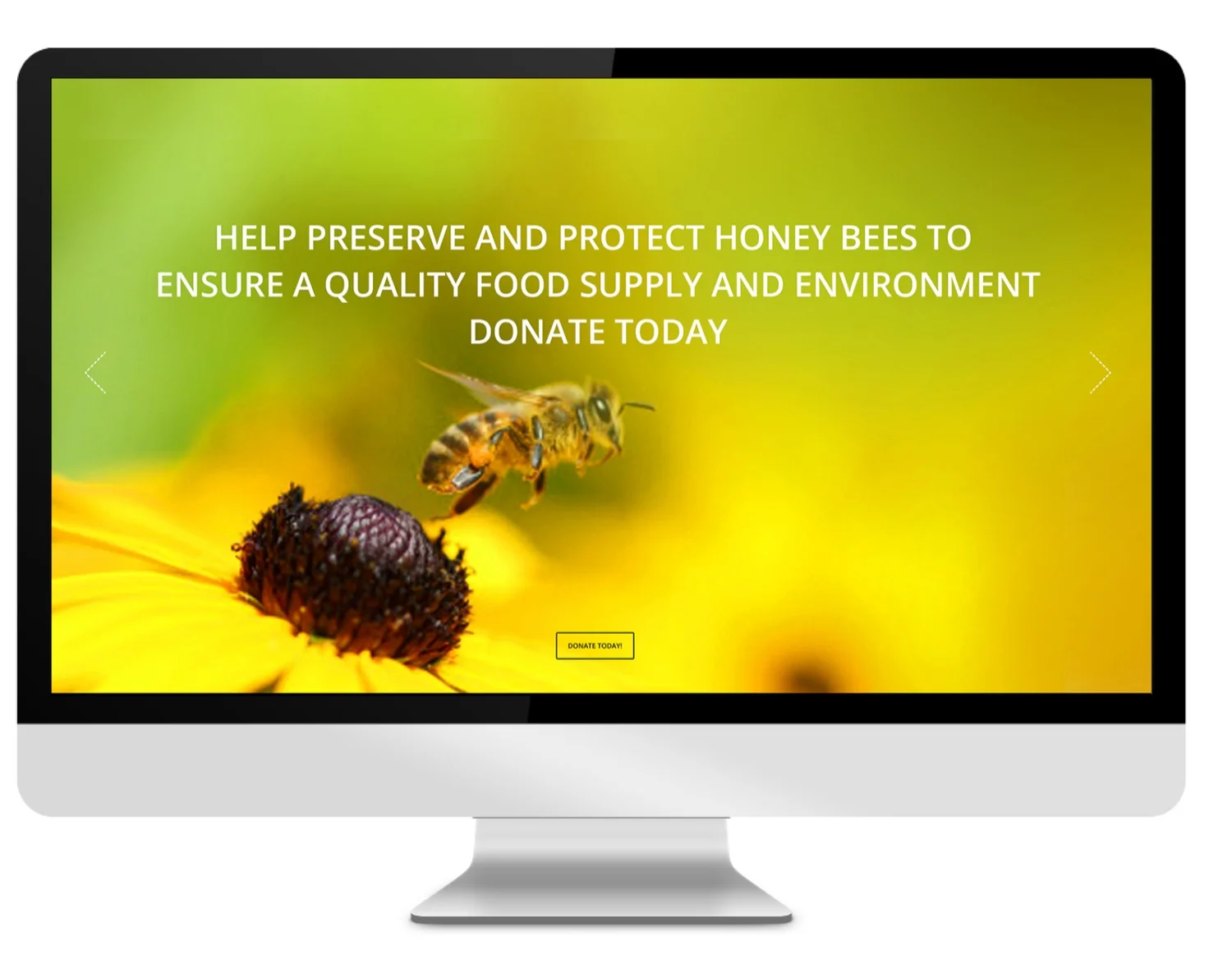 bee copy.jpg