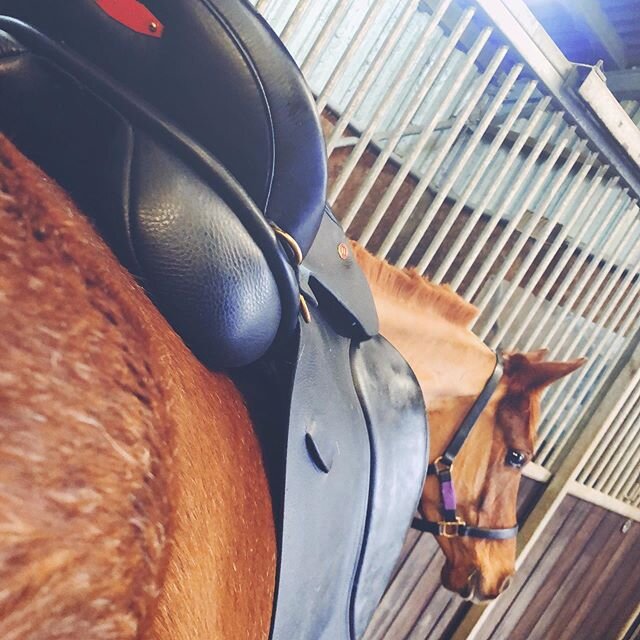 Great day getting all the saddles checked... now to finish someone&rsquo;s haircut... #StartToTheSeason #SeasonPrep #saddlefitting