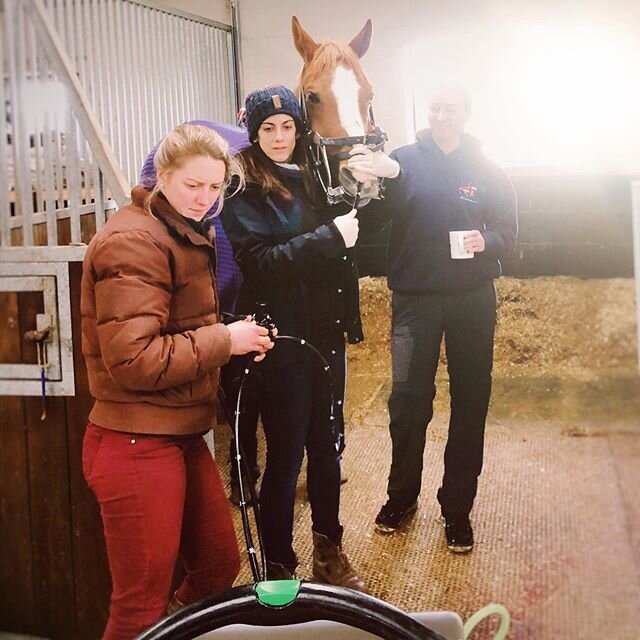 Earlier this week we took a couple of our horses to a  Gastroscope day with #WessexEquineVets A super informative and insightful session finding out about how they are internally, how we can treat any current issues and work to prevent future problem