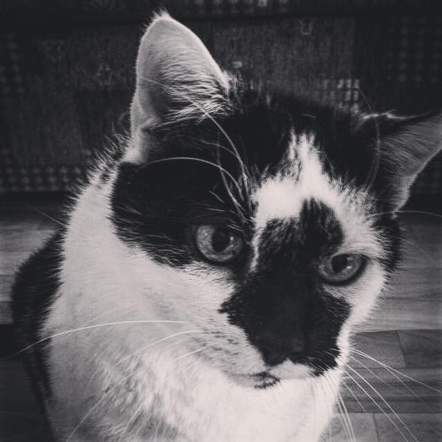 Felix