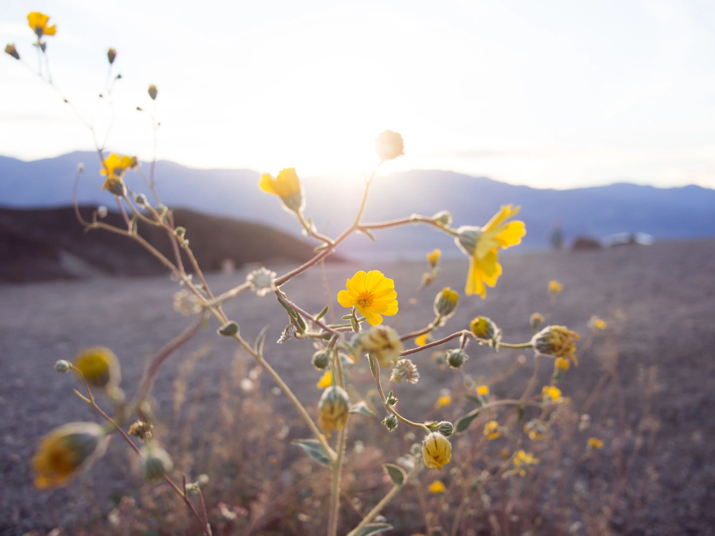 Death Valley_Earth Series_092.jpg