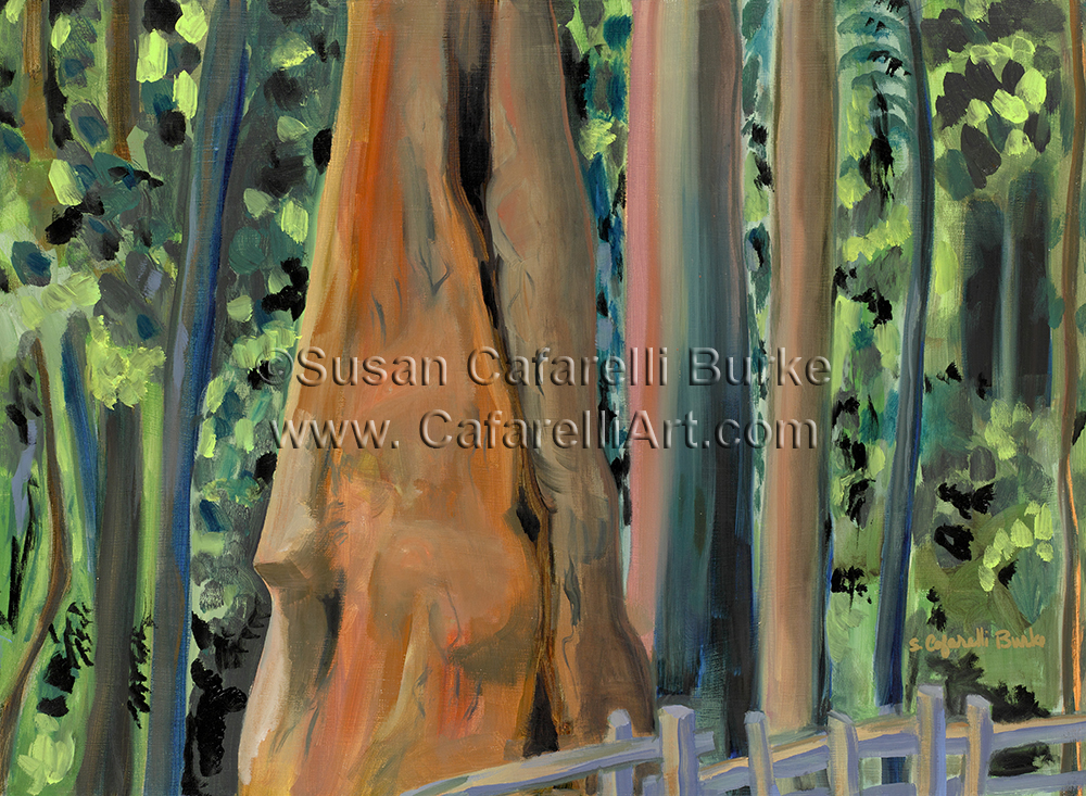 Redwood Stillness