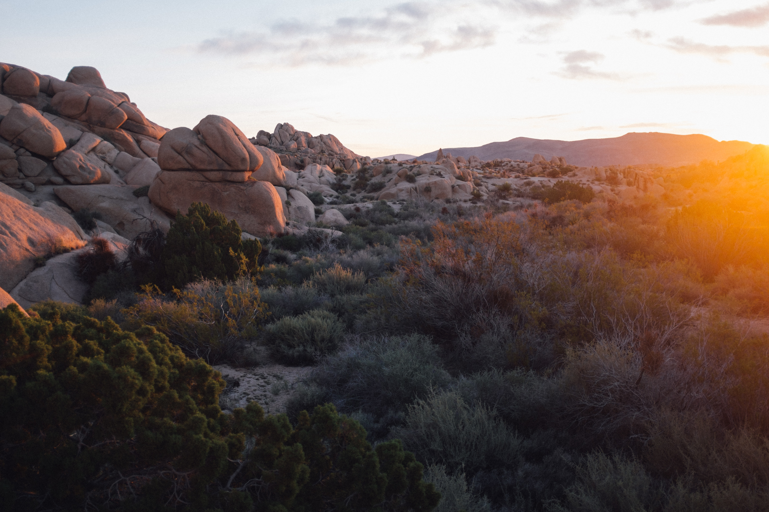 JoshuaTree-0018.jpg