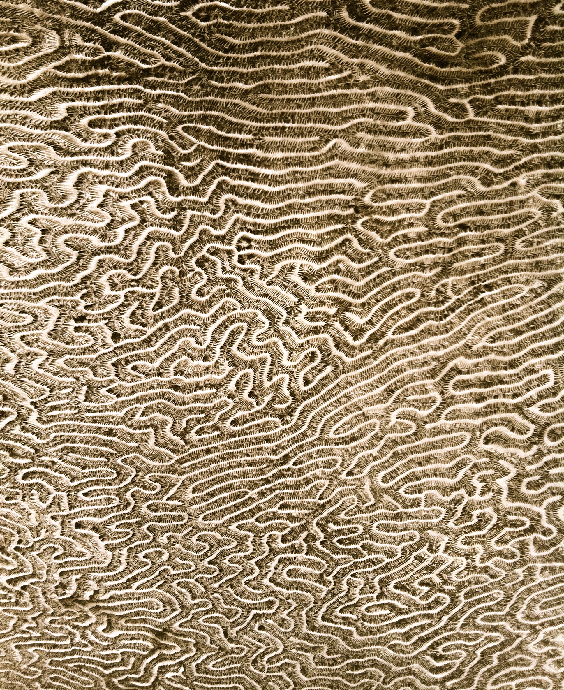 Brain coral, photo: RRC