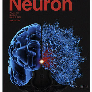 20241227_2310_Brain's Intricate Networks_storyboard_01jg5qb5cve55snjm4qz2r38xv.gif