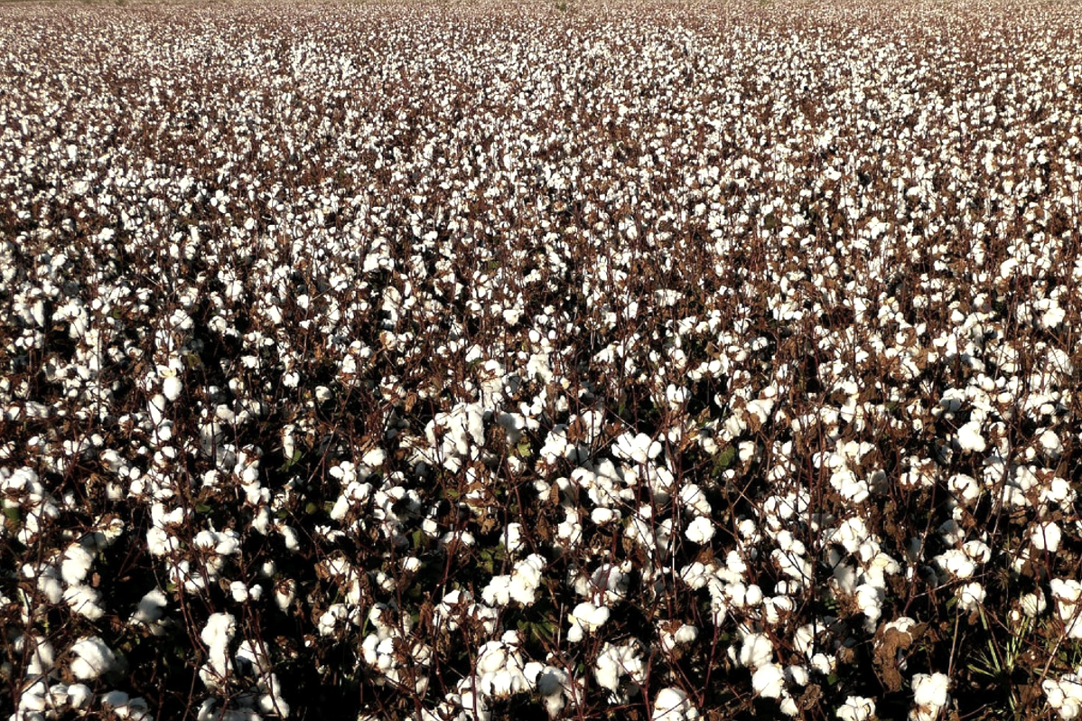 A Turkish cotton field.