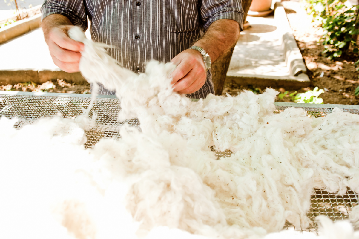 A farmer inspecting the harvested cotton.