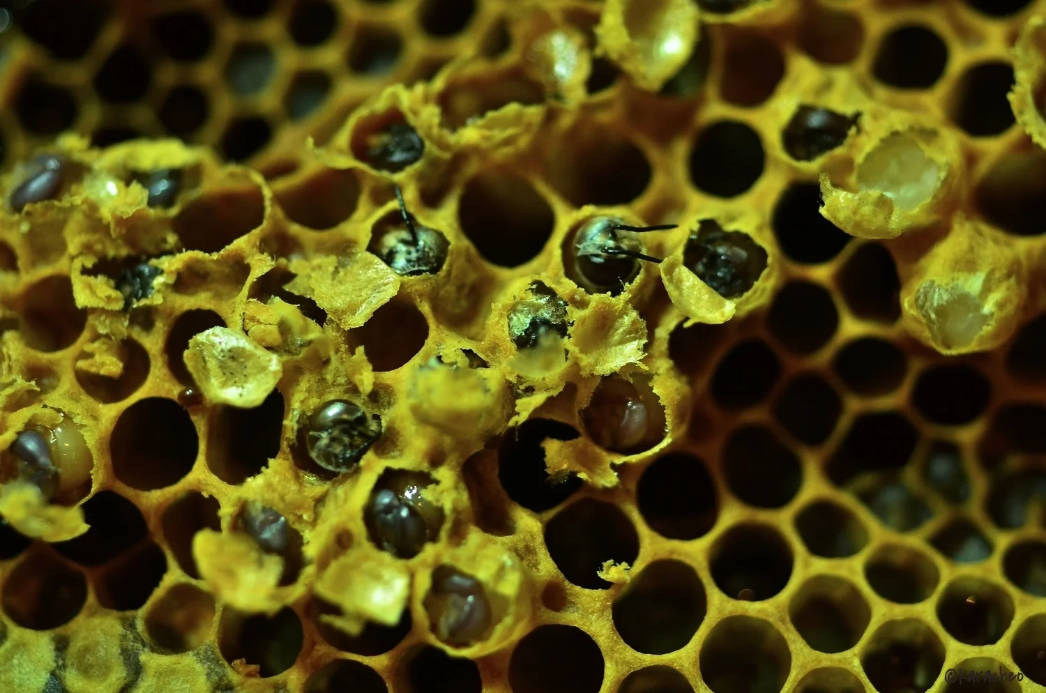 DSC_1439 - Version 2-1.JPG