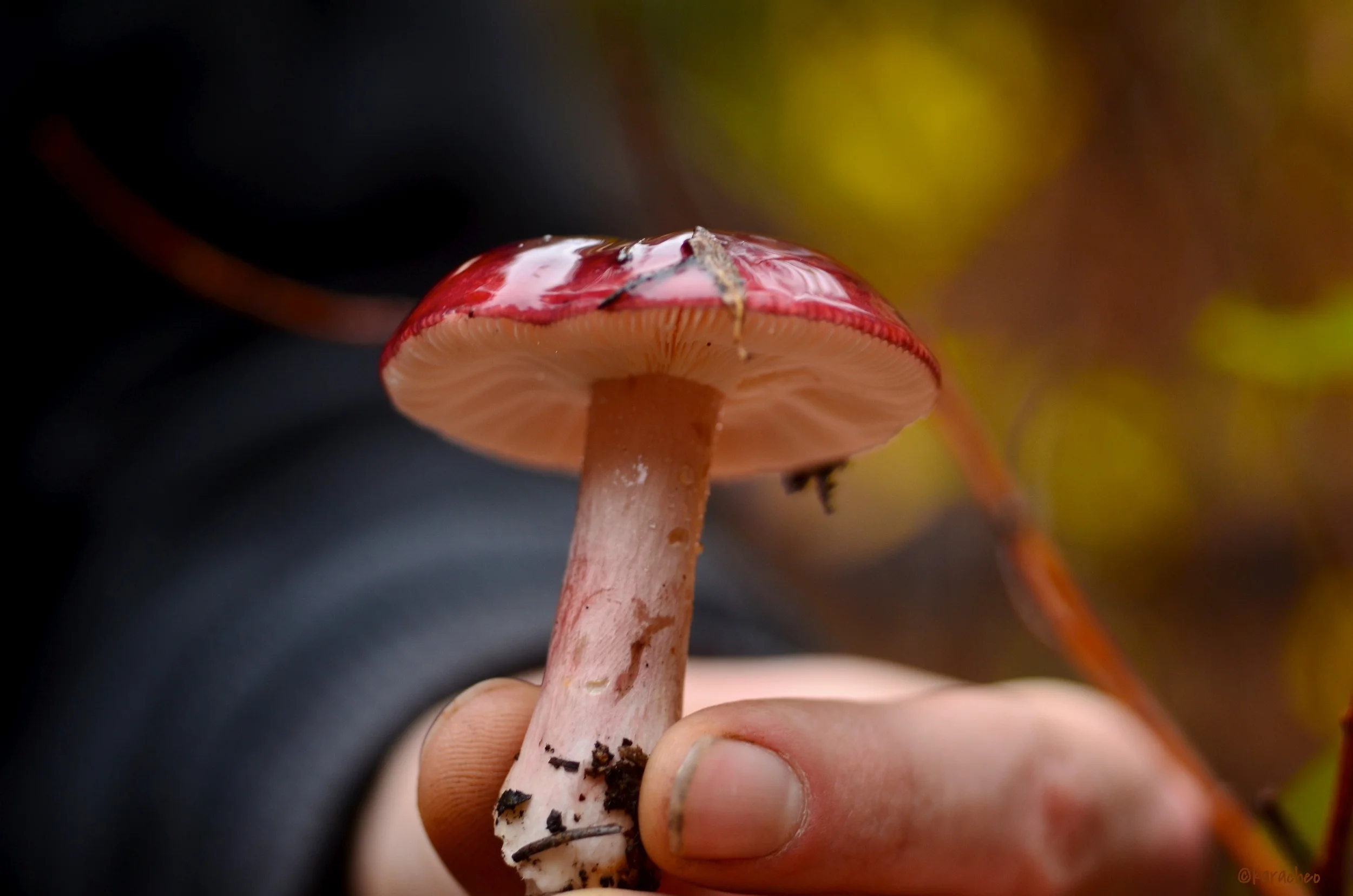 DSC_2686 - Version 2.JPG