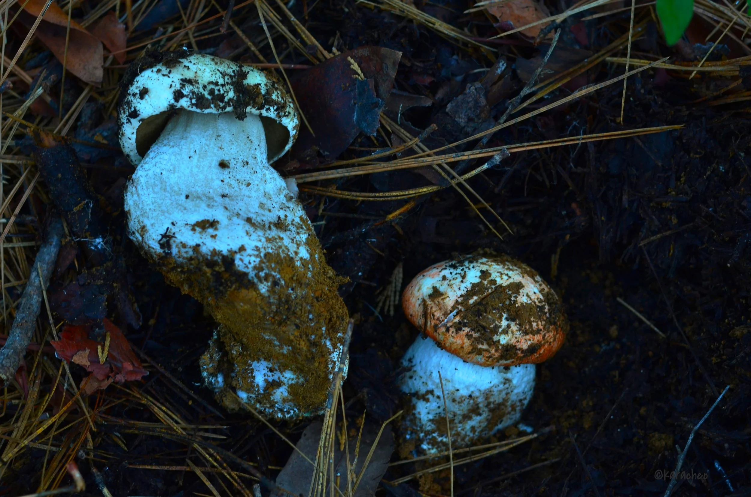 DSC_2576 - Version 2.JPG