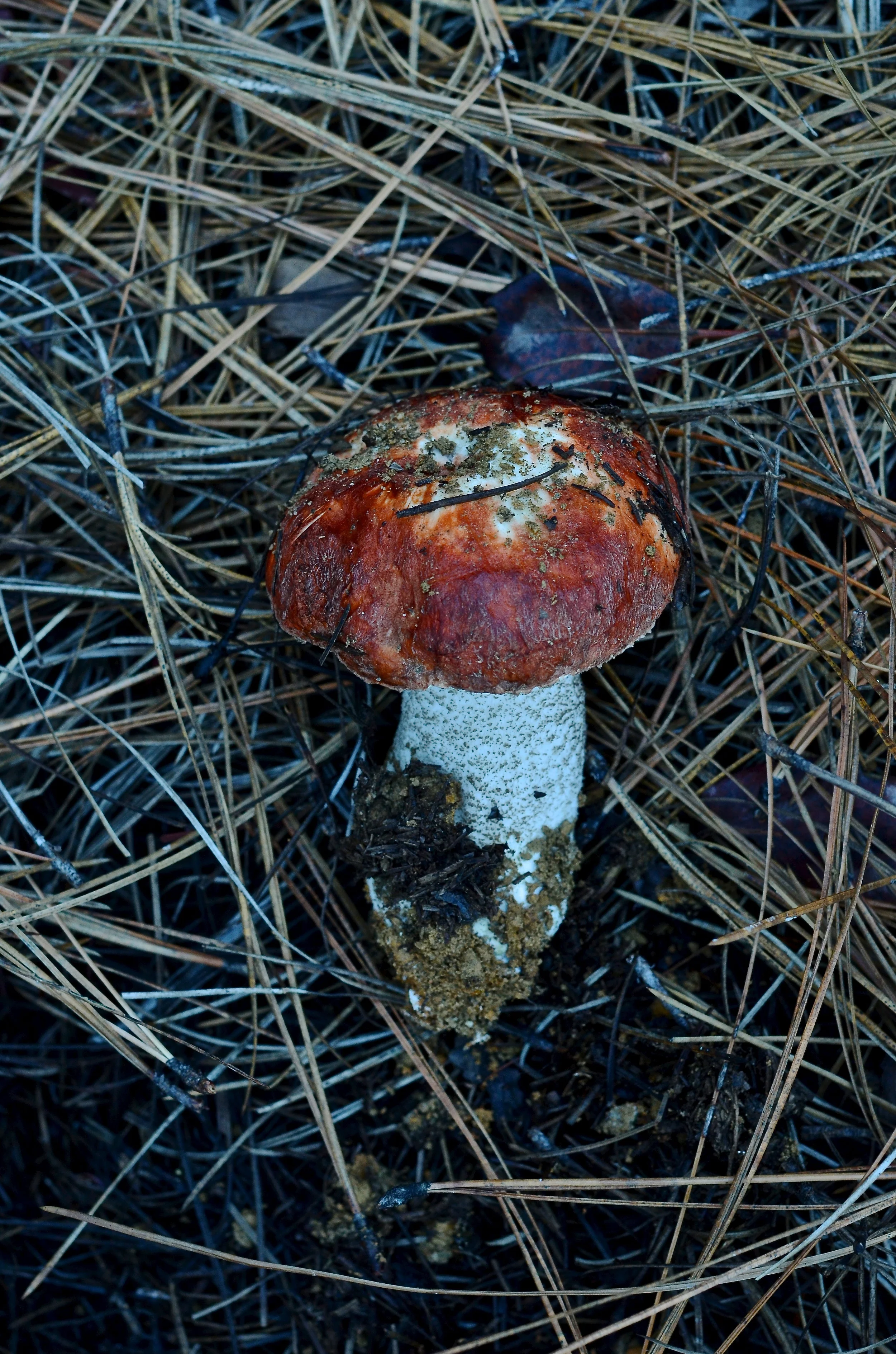 DSC_2602 - Version 2.JPG