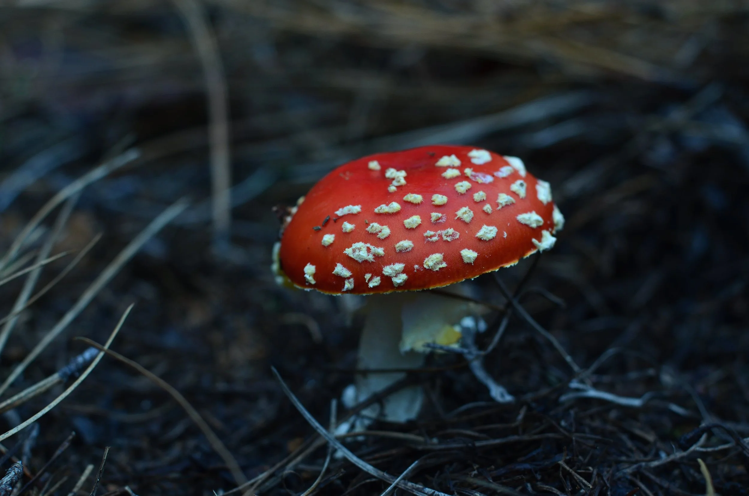 amanita