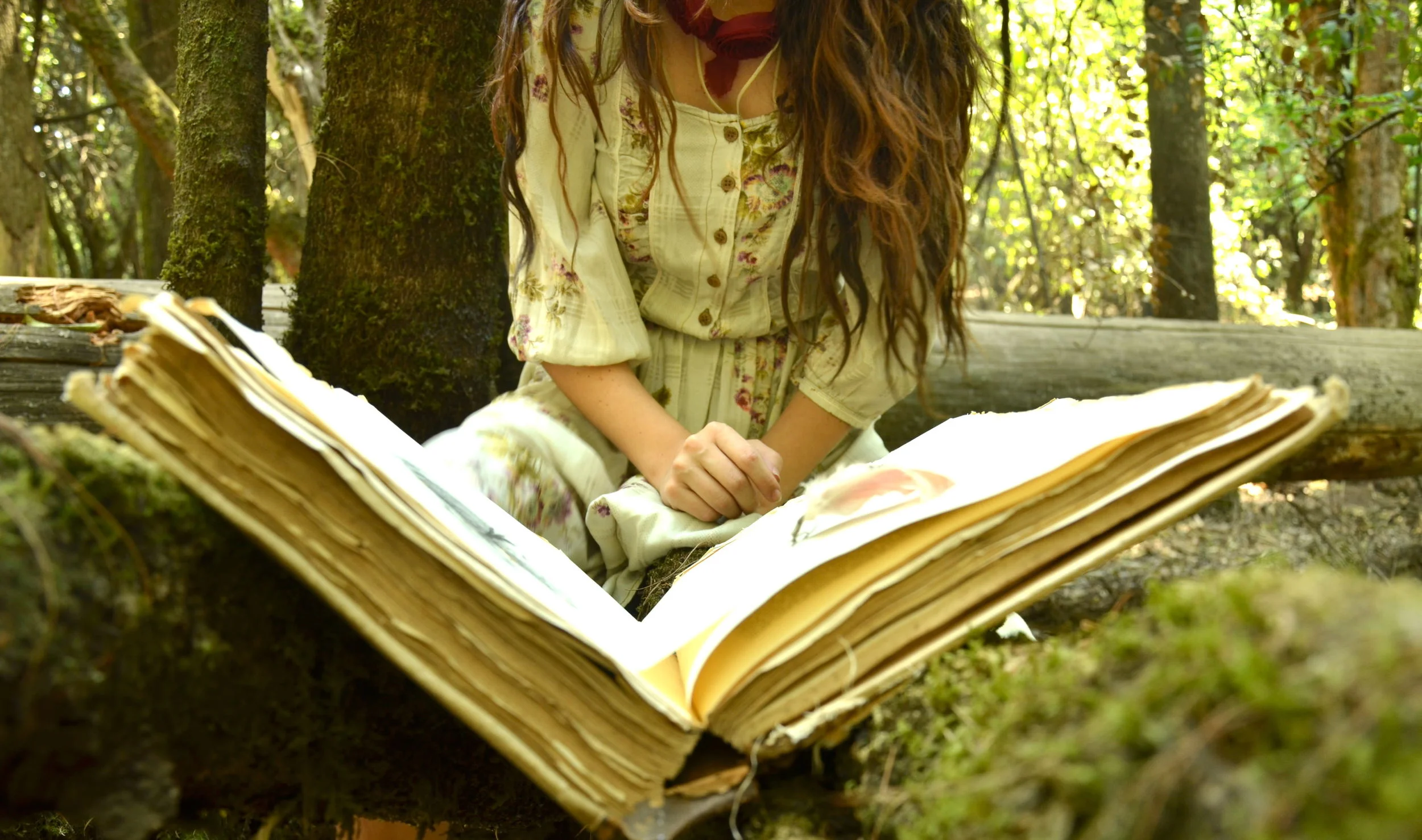 tales from the woods