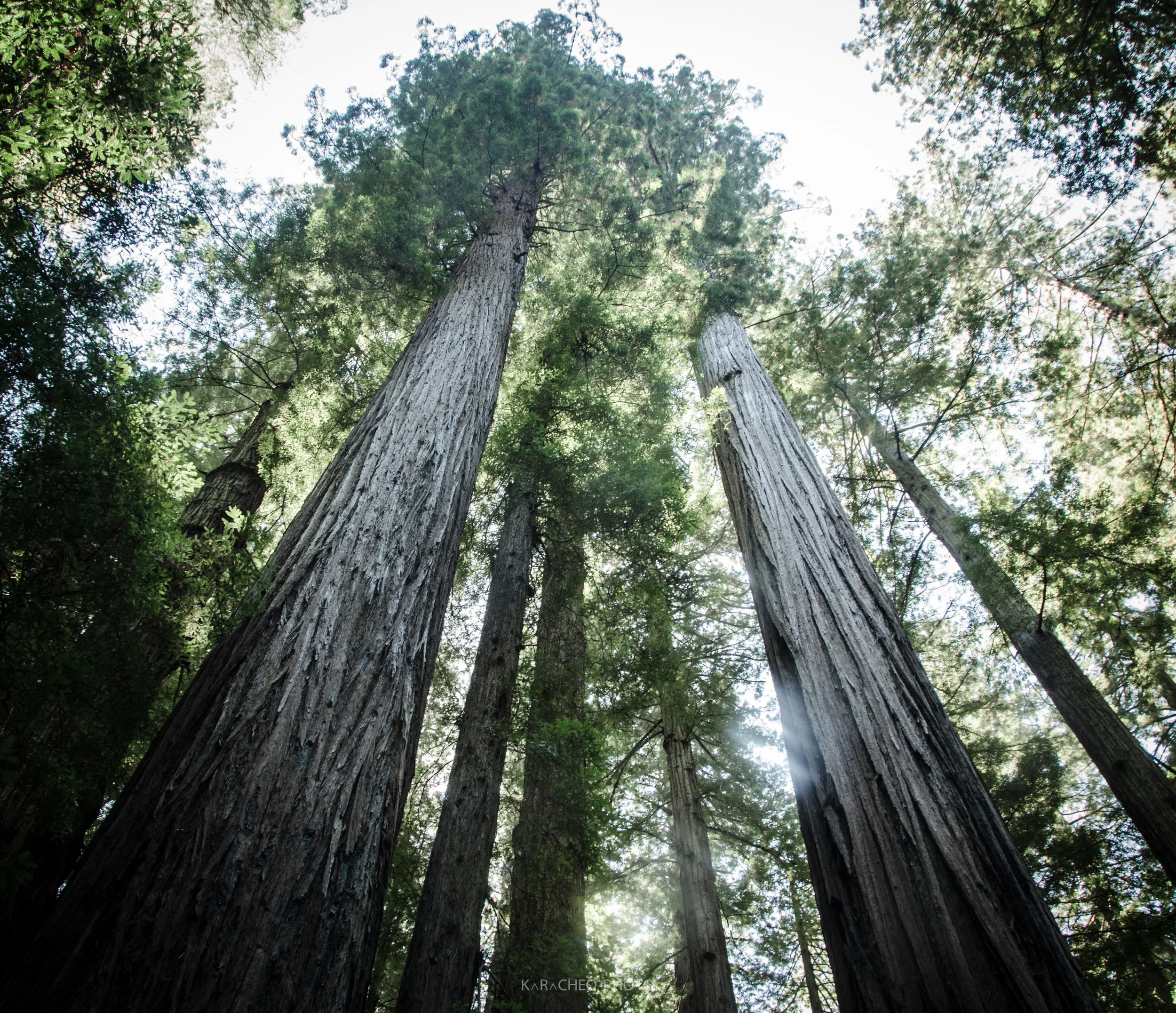 ⦁Avenue of the giants⦁