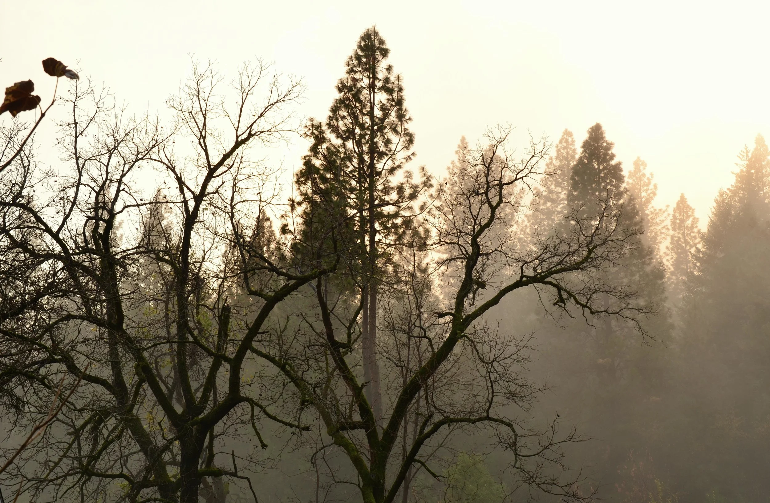 retiro en el bosque_01.jpg