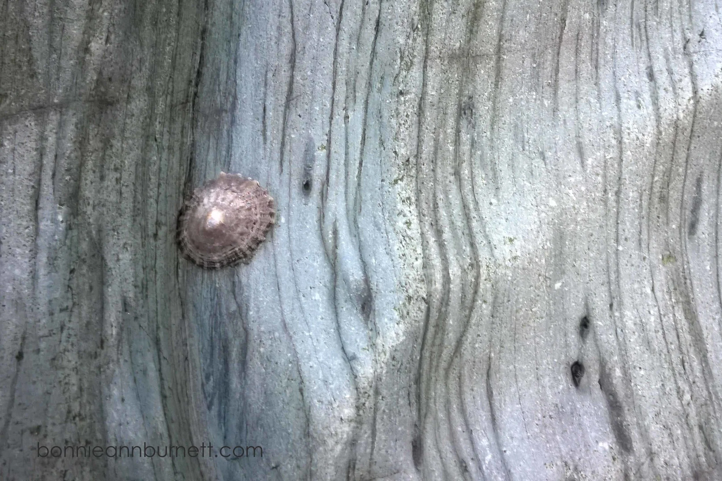 Limpet