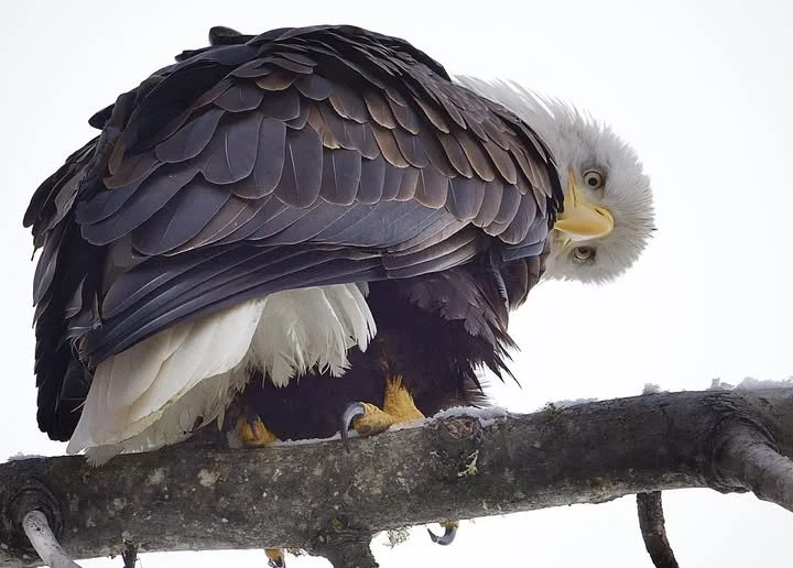 Photo by: Greg Wilkins