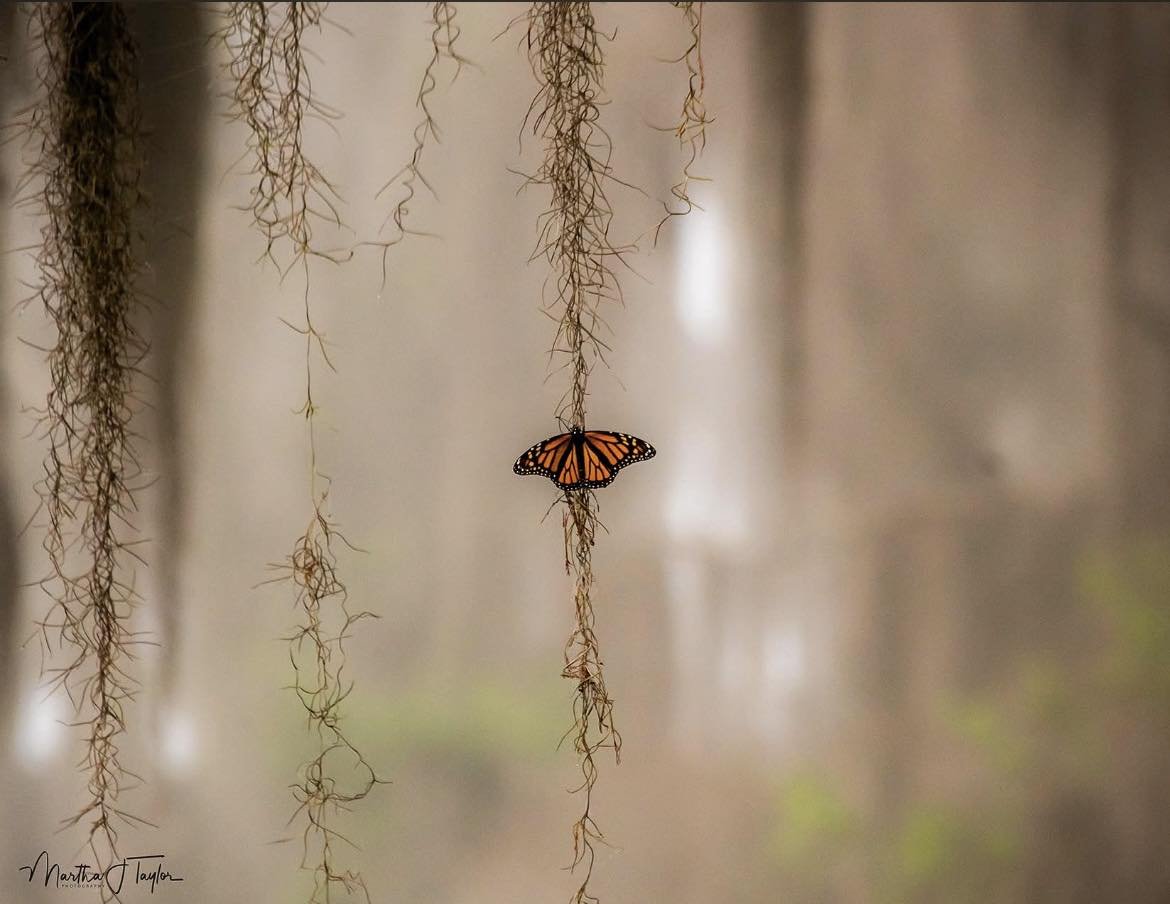 Photo by: Martha Taylor