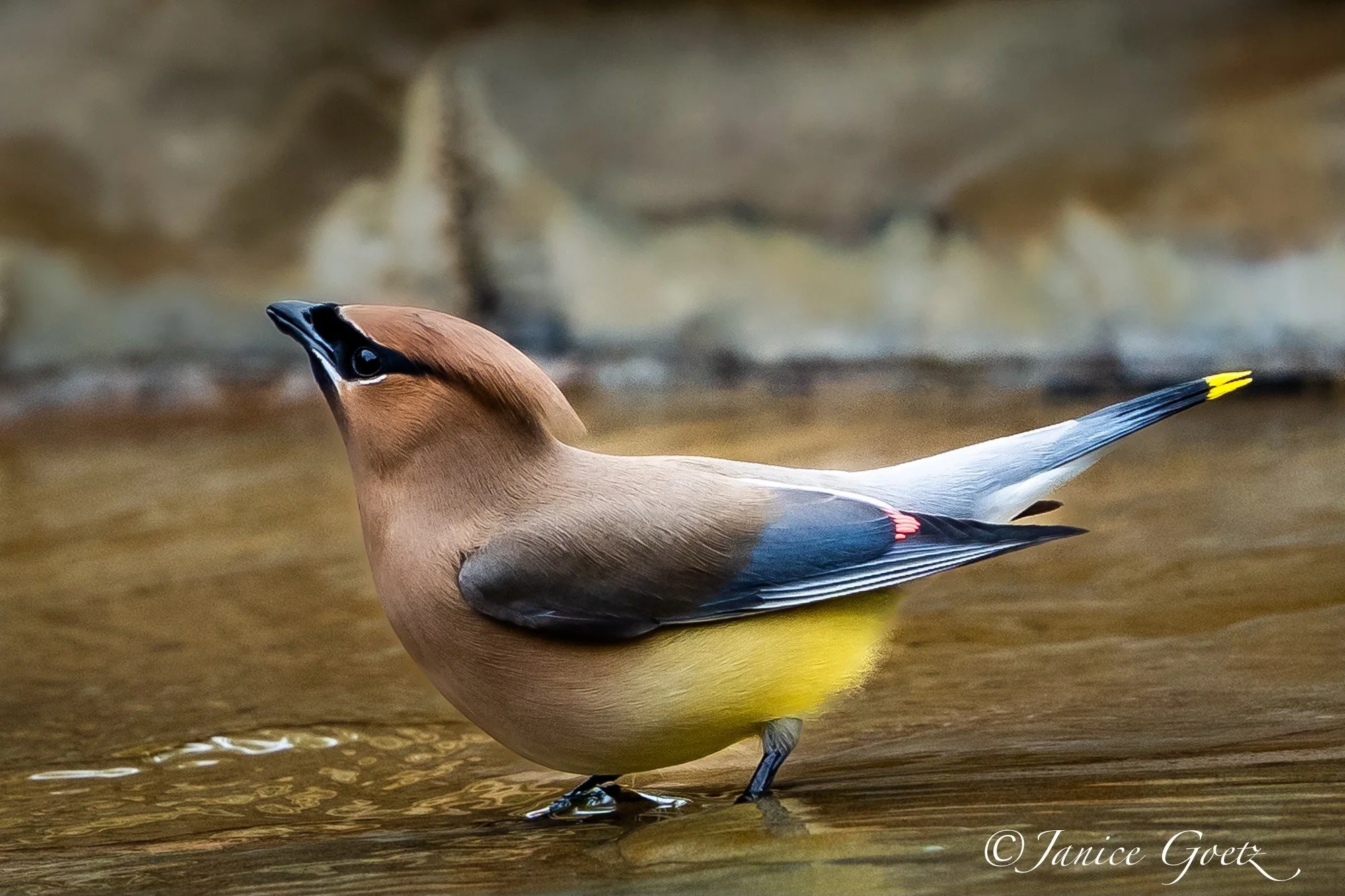 Photo by: Janice Goetz