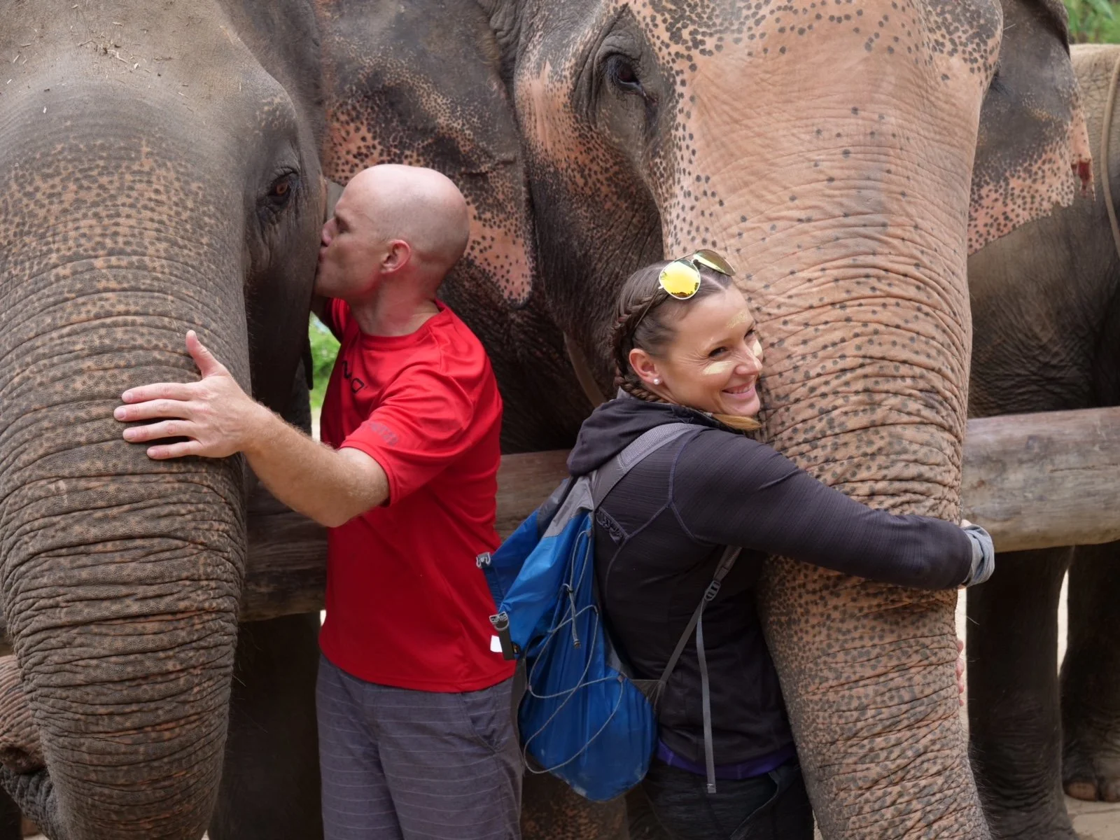 Elephants in Thailand