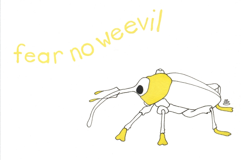 fear no weevil