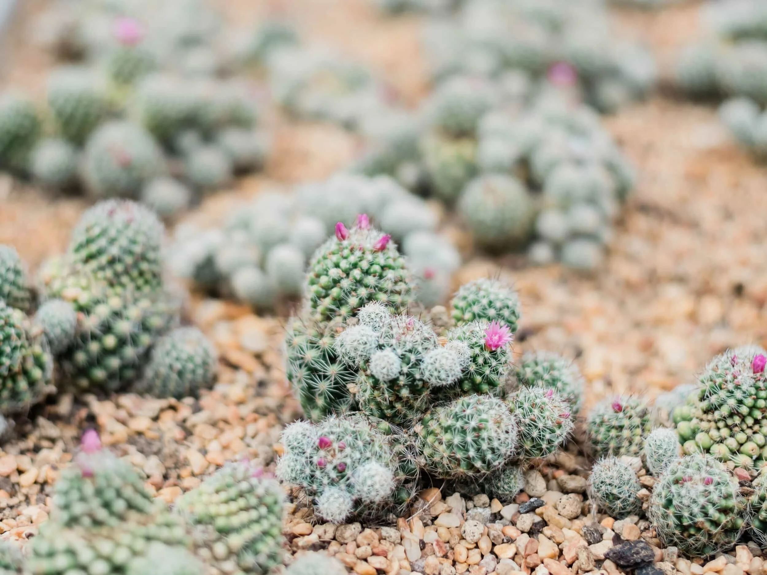 Flower Dome in Singapore v1