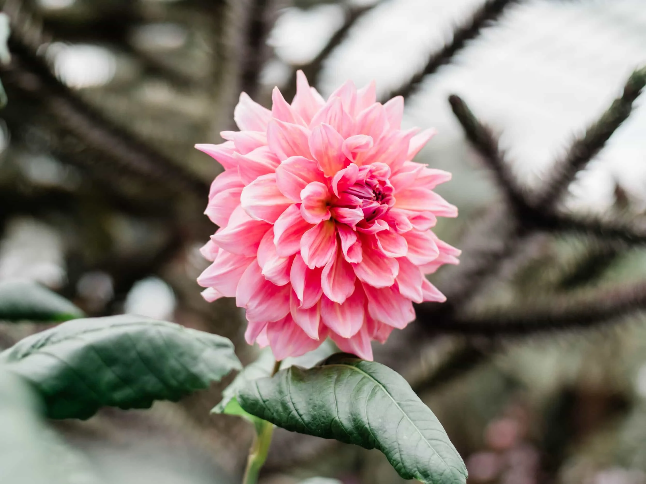 Flower Dome in Singapore v2