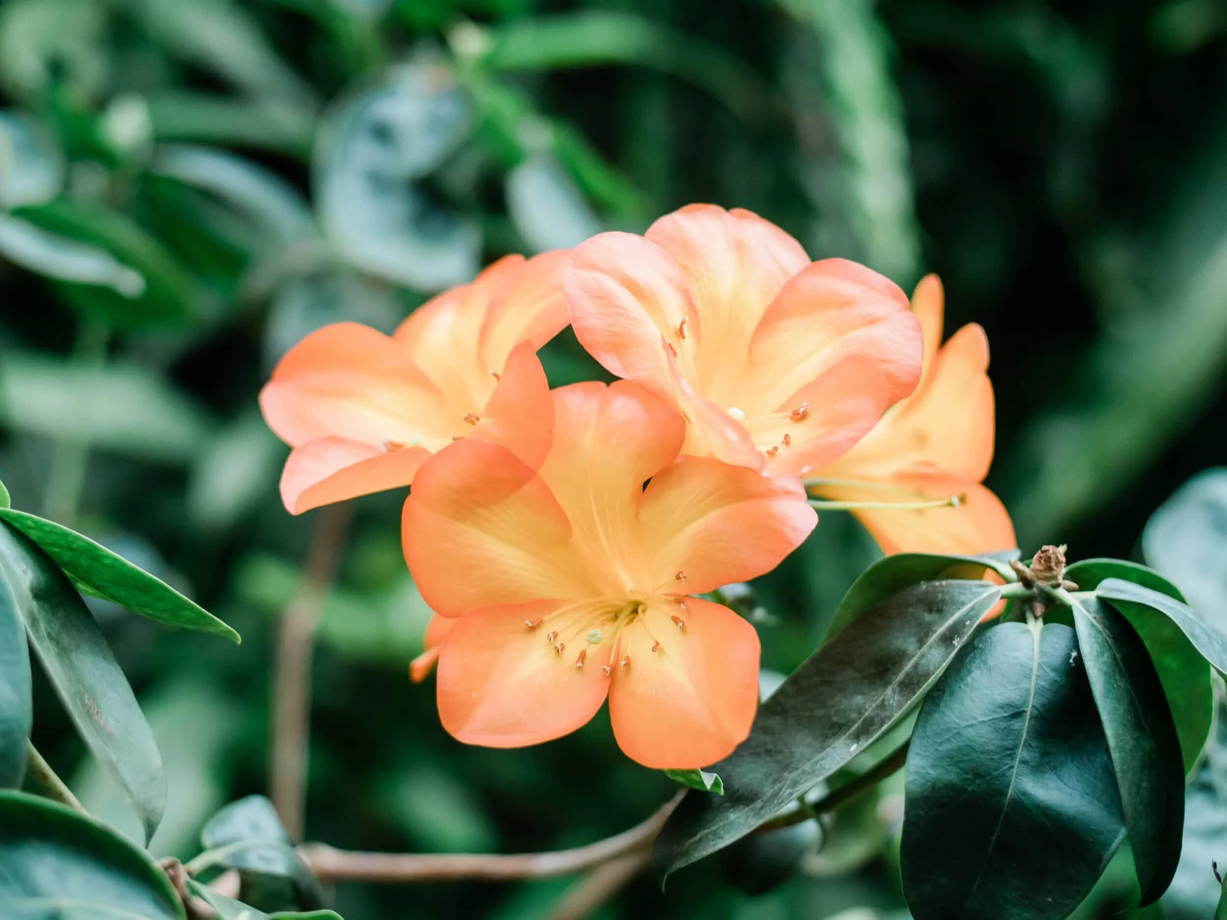 Flower Dome in Singapore v3