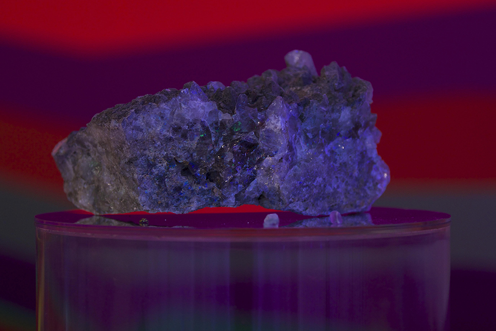 Mikala Dwyer, Garden of Half Life, 2014, University Art Gallery, The University of Sydney, Sydney (photo credit: Alejandra Canales)