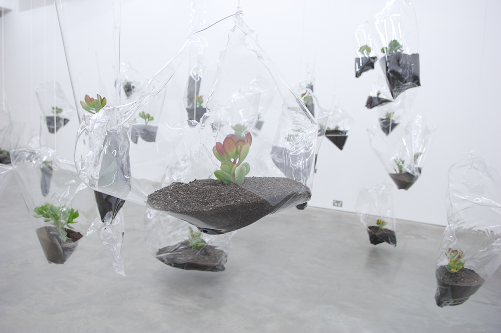 Mikala Dwyer, Swamp Geometry, 2008, Anna Schwartz Gallery, Melbourne