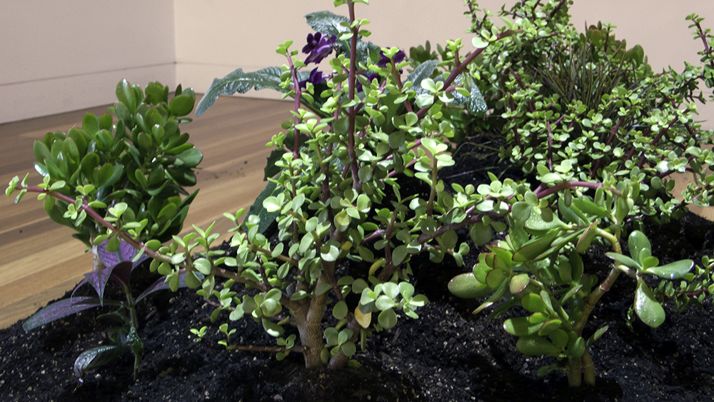 Mikala Dwyer, Moon Garden, 2008, Aratoi Museum, Masterton, New Zealand