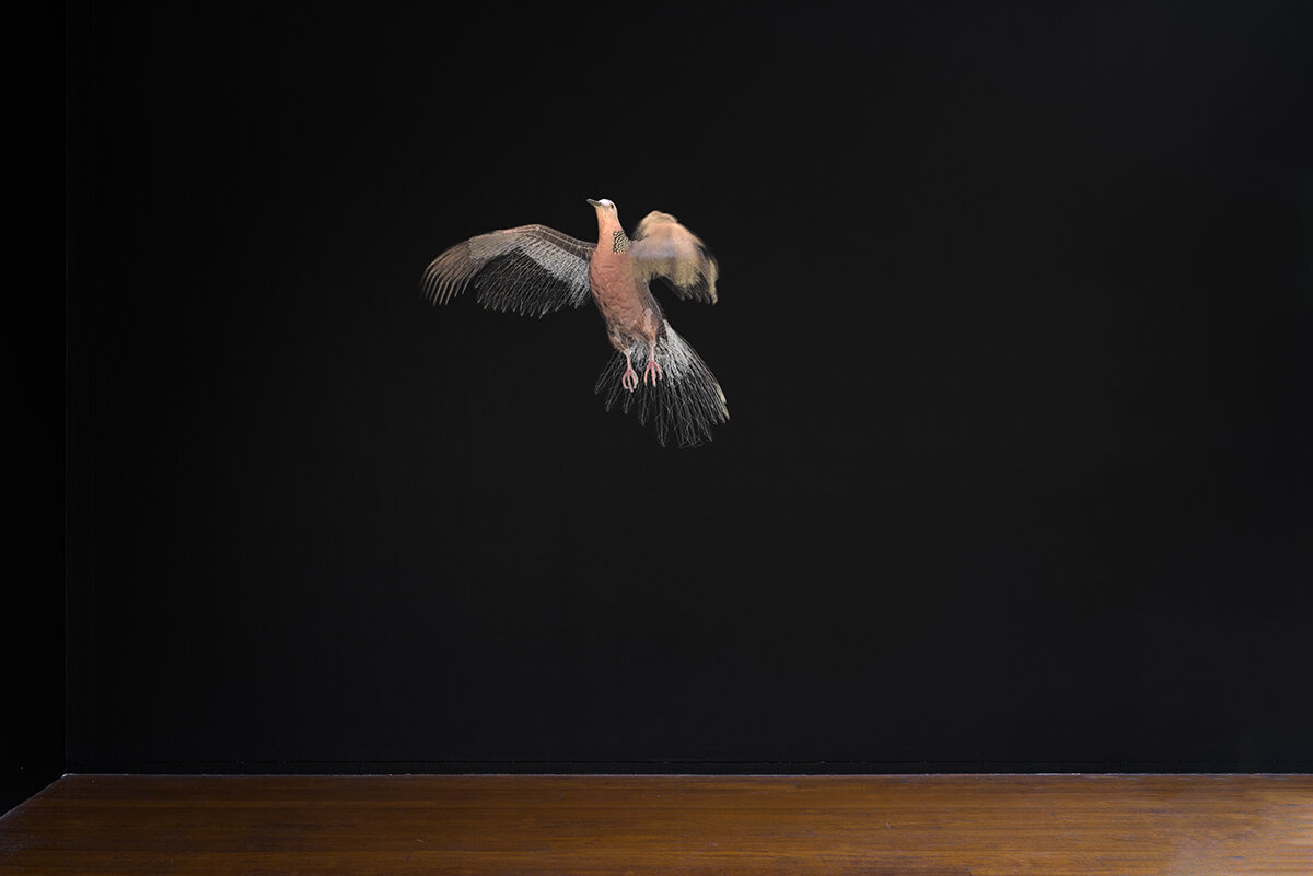 Mikala Dwyer, Pigeon, 2021 | Bird, Roslyn Oxley9 Gallery, Sydney