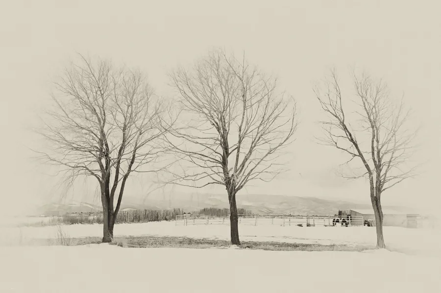 Three Trees