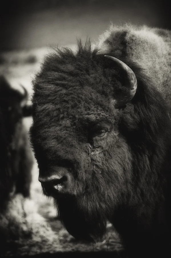 Bull