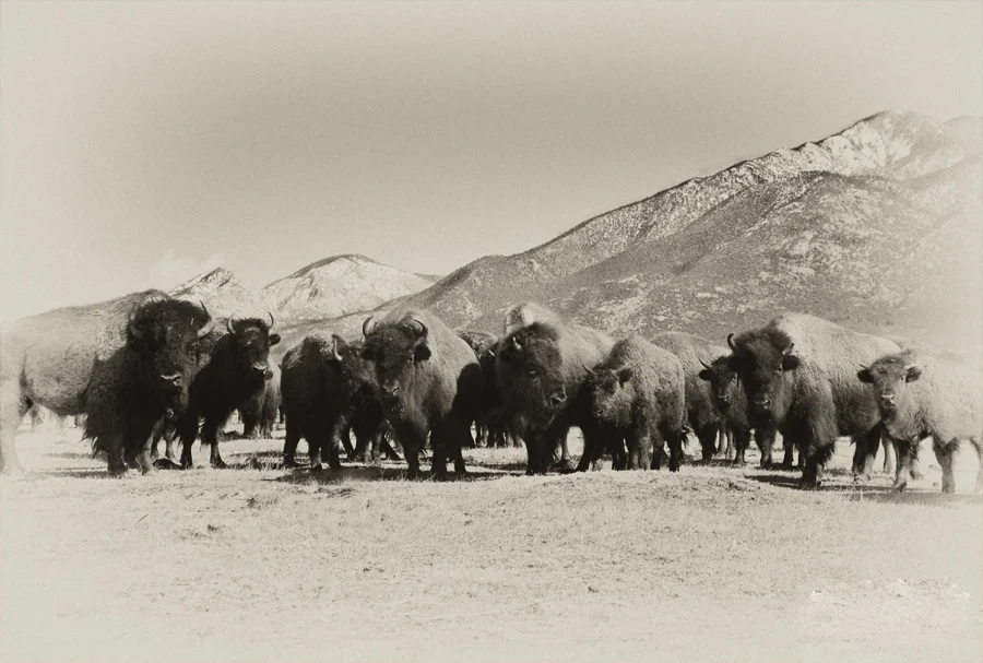 Pueblo Buffalo