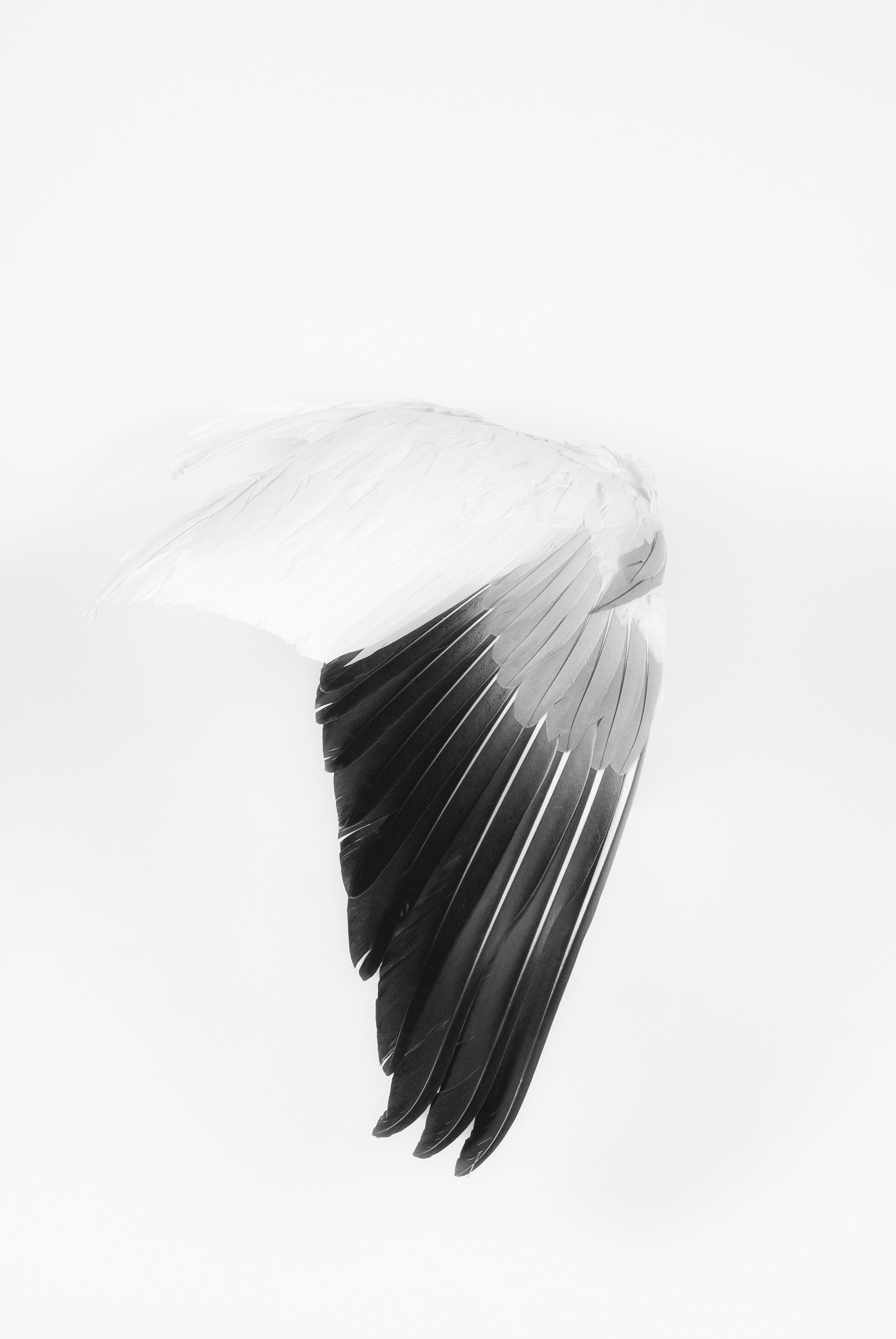 Flutter #2