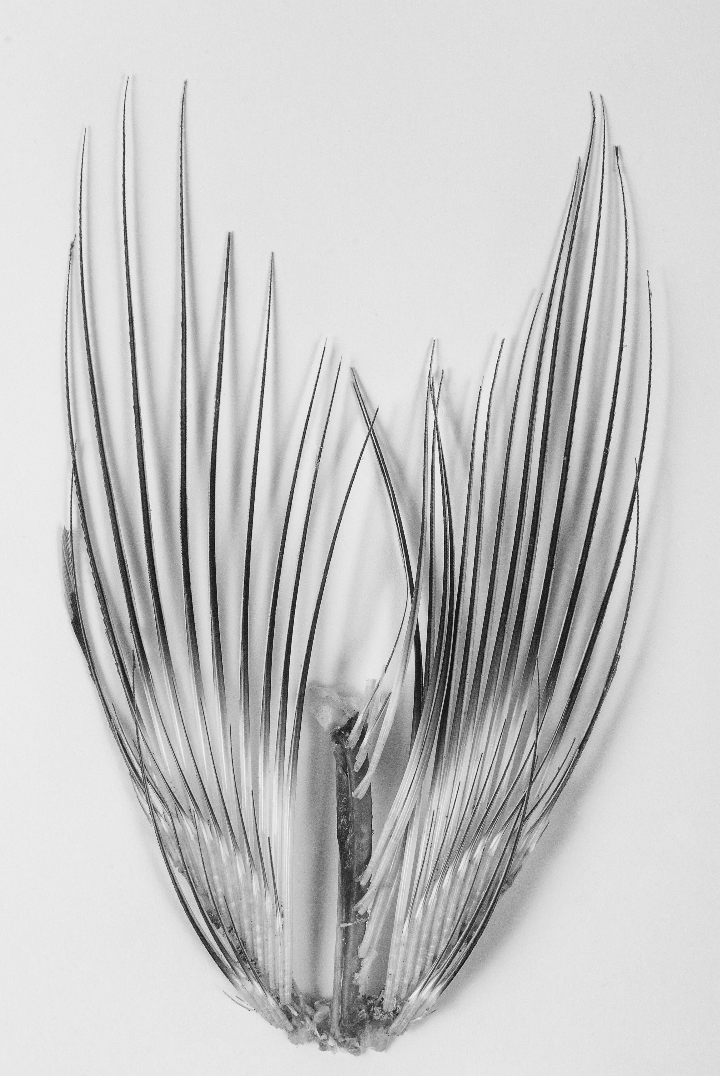 Flutter #11