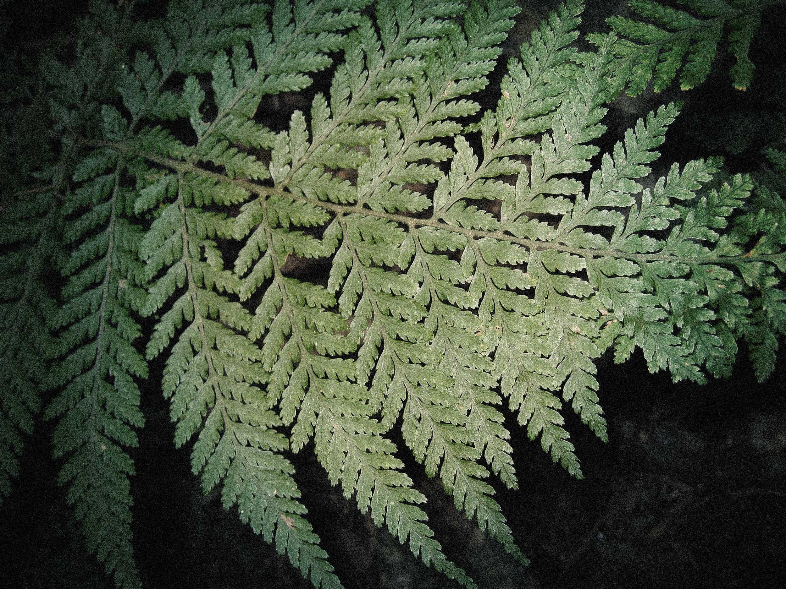BM-fern-BG.jpg