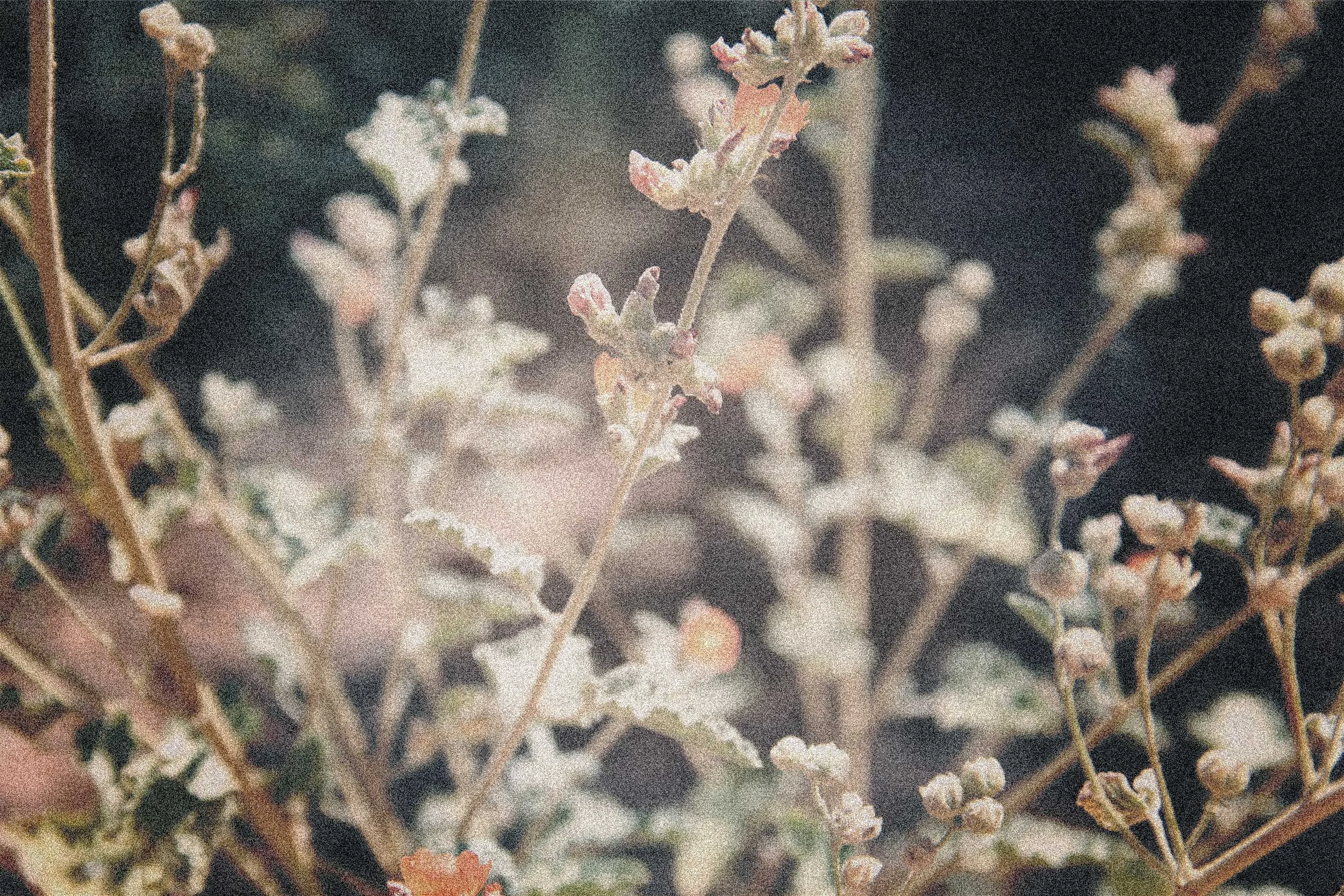 BM-flower-3-BG.jpg