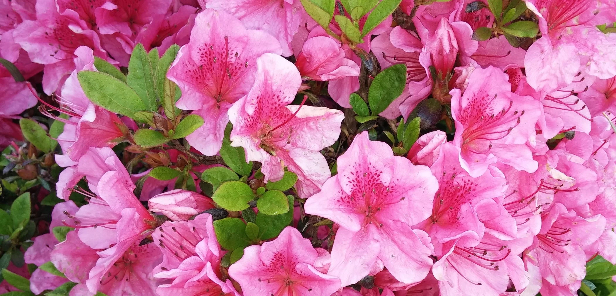 flower.jpg