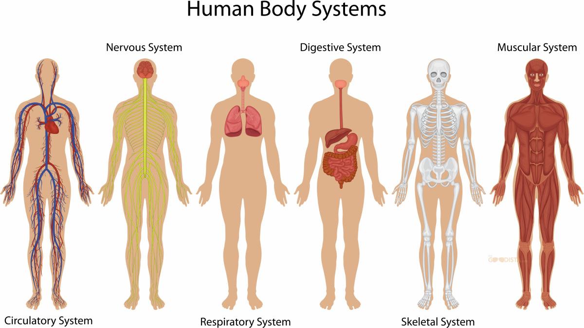 human-body-systems.jpg