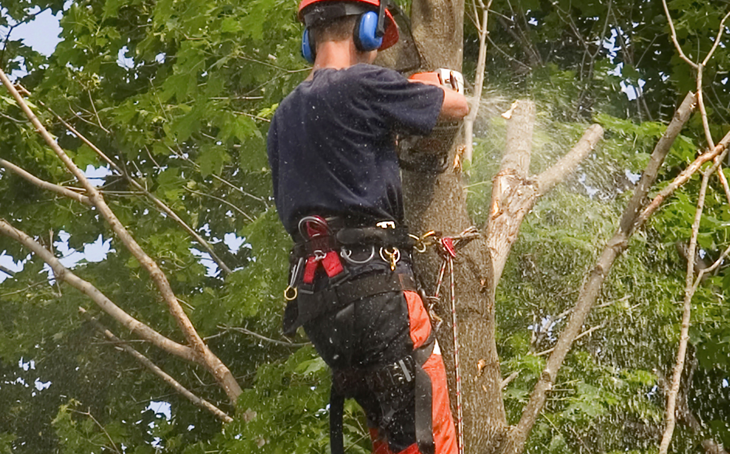 Tree Services