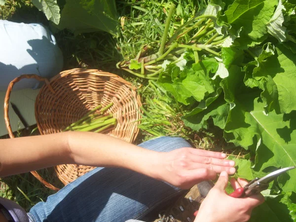 Full Moon Foraging & Nature Skills Overnight (limited spaces available)