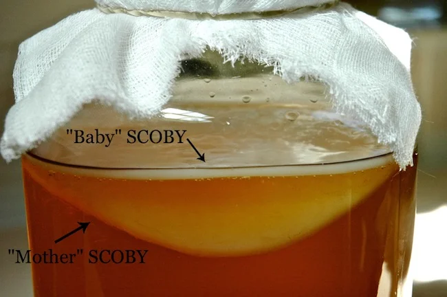 Make Your Own Kombucha!